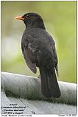 Amsel - Amsel auf Blechdach