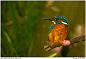 Eisvogel - Eisvogel im Wald