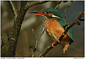 Eisvogel - In den Erlen