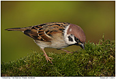 Feldsperling Feldspatz - Feldsperling auf Nahrungssuche