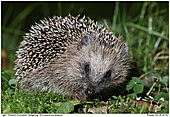 Igel - Igel