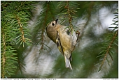 Wintergoldhähnchen - Wintergoldhähnchen auf Nahrungssuche